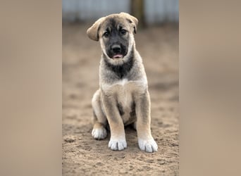 Nacho - Verspielter Welpenjunge möchte die Welt entdecken