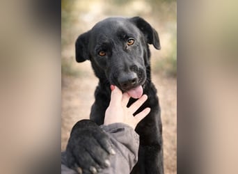 Rosi - wunderschöne Labradormix Hündin, 3 Jahre alt