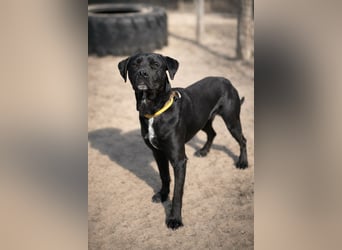 Nox (Horac) - Sanfter Vierbeiner sucht liebevolles Zuhause