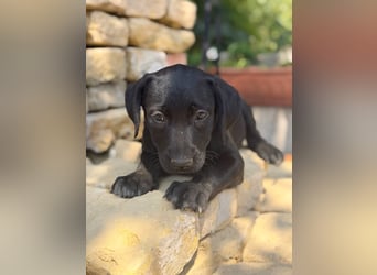 Jade - Fröhliche kleine Welpin sucht ihr Für-immer-Zuhause!