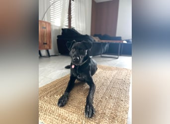 Ouzo - ausgeglichener Rüde sucht einfühlsames Zuhause