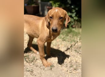 Remi (Remig) Ein fröhlicher Sonnenschein sucht seine Herzensmenschen