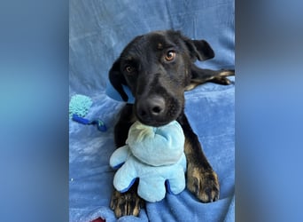 Kailo (Kumkvuat) - Fröhlicher Junghund sucht aktive Menschen!