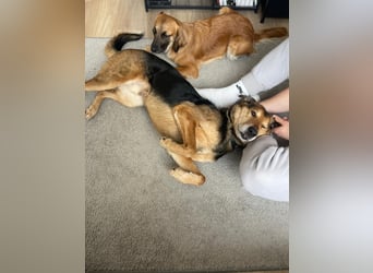 Keks - Freundlicher Rüde auf der Suche nach seiner Familie !