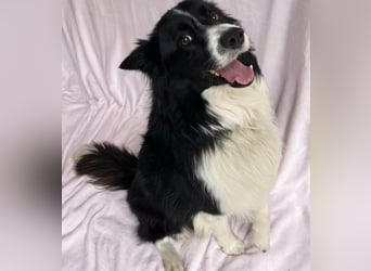 Thiago - Lieber Rüde möchte endlich ankommen!