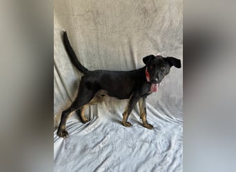 Kailo (Kumkvuat) - Fröhlicher Junghund sucht aktive Menschen!