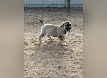 Nacho - Verspielter Welpenjunge möchte die Welt entdecken