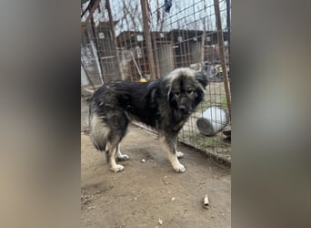 Naya - Süße Herdenschutzhündin sucht erfahrene Menschen