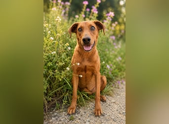 Trixie - Treue Hundeseele sucht ihre zweite Chance