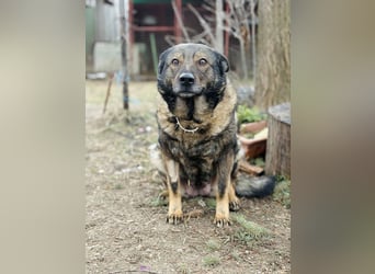 Szimka - Zweier-Hunde-WG auf der Suche nach ihrer Familie!