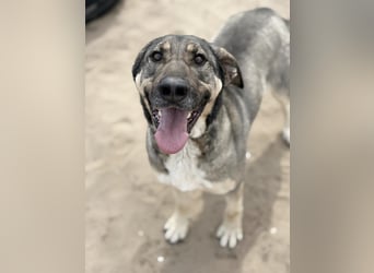 Simon (Strolch) Lebensfroher Herzenshund sucht seine zweite Chance