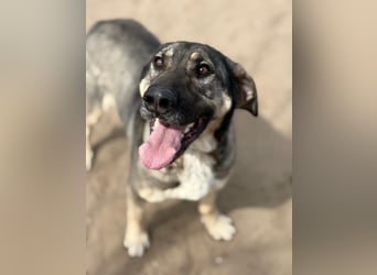 Simon (Strolch) Lebensfroher Herzenshund sucht seine zweite Chance