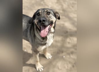 Simon (Strolch) Lebensfroher Herzenshund sucht seine zweite Chance