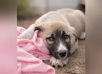 Nils - Herzenshund wartet auf sein Ticket ins Glück