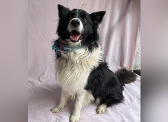 Thiago - Lieber Rüde möchte endlich ankommen!