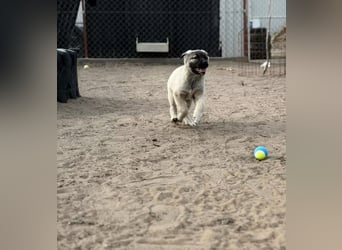 Nora - Neugieriges Hundekind sucht liebevolles Zuhause