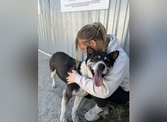 Mizso Kämpferherz mit ganz viel Liebe