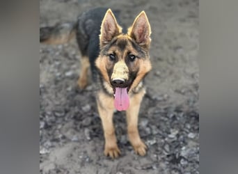 Blanka - treue Begleiterin auf vier Pfoten sucht ihr Zuhause