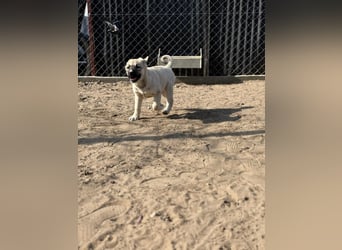 Nala - Ein kleiner Sonnenschein sucht Geborgenheit