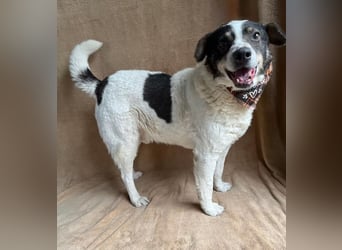 Kaspian - Sanfter Senior sucht liebevolles Zuhause zum Ankommen