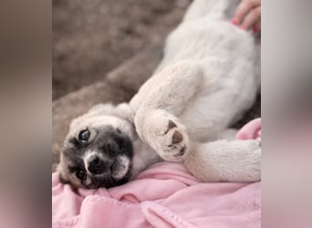 Nils - Herzenshund wartet auf sein Ticket ins Glück
