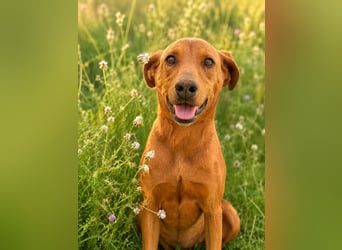 Trixie - Treue Hundeseele sucht ihre zweite Chance