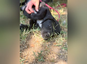 Opal - Kleiner Entdecker auf der Suche nach seiner Familie!