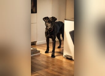 Rosi - wunderschöne Labradormix Hündin, 3 Jahre alt