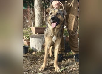 Kara - wunderschöne Schäfermix Hündin sucht eine Familie *in Ulm*