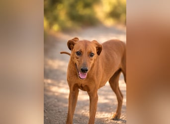 Trixie - Treue Hundeseele sucht ihre zweite Chance