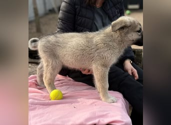 Nico - Kleiner Entdecker sucht sein Für-immer-Zuhause