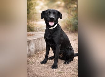 Rosi - wunderschöne Labradormix Hündin, 3 Jahre alt