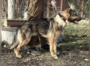 Kara - wunderschöne Schäfermix Hündin sucht eine Familie *in Ulm*
