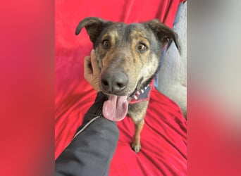 Camping - Sportlicher, verschmuster Begleiter sucht aktives Zuhause