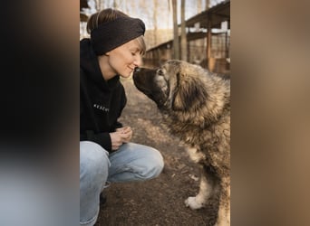 Naya - Süße Herdenschutzhündin sucht erfahrene Menschen