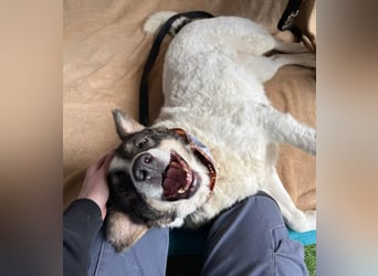 Kaspian - Sanfter Senior sucht liebevolles Zuhause zum Ankommen