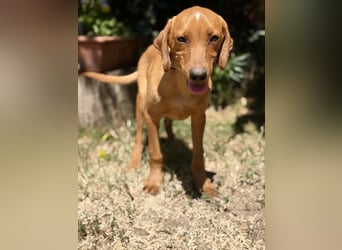 Remi (Remig) Ein fröhlicher Sonnenschein sucht seine Herzensmenschen