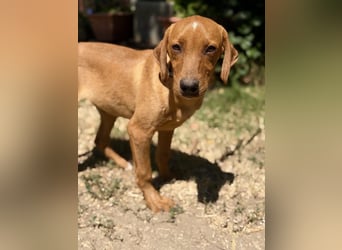 Remi (Remig) Ein fröhlicher Sonnenschein sucht seine Herzensmenschen