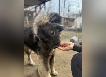 Naya - Süße Herdenschutzhündin sucht erfahrene Menschen