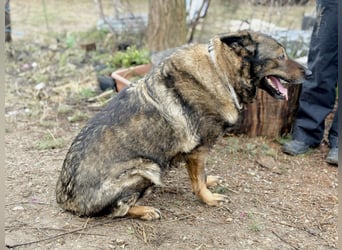 Szimka - Zweier-Hunde-WG auf der Suche nach ihrer Familie!
