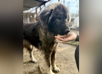 Naya - Süße Herdenschutzhündin sucht erfahrene Menschen