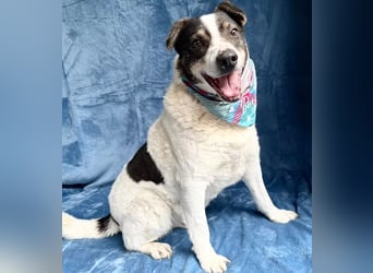 Kaspian - Sanfter Senior sucht liebevolles Zuhause zum Ankommen