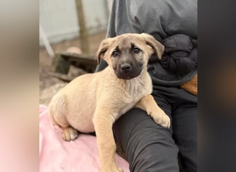 Nya - Verspielte Fellnase wünscht sich eigene Familie