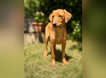 Remi (Remig) Ein fröhlicher Sonnenschein sucht seine Herzensmenschen