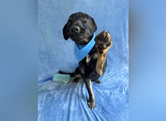 Kailo (Kumkvuat) - Fröhlicher Junghund sucht aktive Menschen!