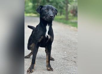 Kailo (Kumkvuat) - Fröhlicher Junghund sucht aktive Menschen!