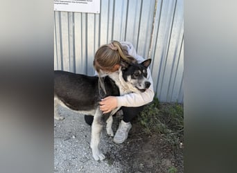 Mizso Kämpferherz mit ganz viel Liebe