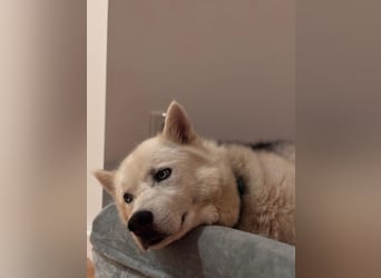 Remus - Wunderschöner Husky-Mix Rüde, 5 Jahre alt, freundlich, in 39112 Magdeburg