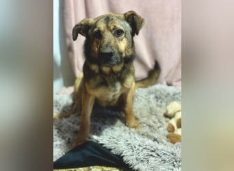 Kara - wunderschöne Schäfermix Hündin sucht eine Familie *in Ulm*