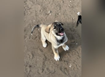 Nacho - Verspielter Welpenjunge möchte die Welt entdecken